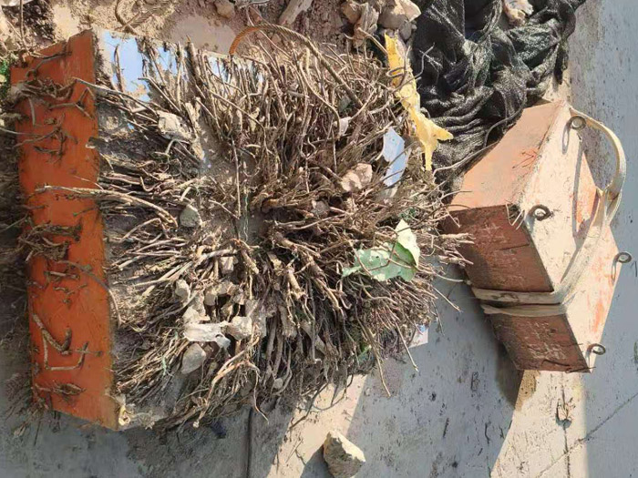 ���֑Ғ���F